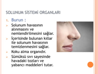 SOLUNUM SİSTEMİ ORGANLARI
1. Burun :
 Solunum havasının
alınmasını ve
nemlendirilmesini sağlar.
 İçerisinde bulunan kıllar
ile solunum havasının
temizlenmesini sağlar.
 Koku alma organıdır.
 Sümüksü sıvı sayesinde
havadaki tozları ve
yabancı maddeleri tutar.
 