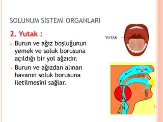 SOLUNUM SİSTEMİ ORGANLARI
2. Yutak :
 Burun ve ağız boşluğunun
yemek ve soluk borusuna
açıldığı bir yol ağzıdır.
 Burun ve ağızdan alınan
havanın soluk borusuna
iletilmesini sağlar.
 