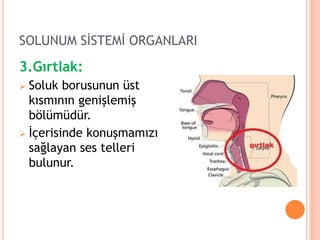 SOLUNUM SİSTEMİ ORGANLARI
3.Gırtlak:
 Soluk borusunun üst
kısmının genişlemiş
bölümüdür.
 İçerisinde konuşmamızı
sağlayan ses telleri
bulunur.
 