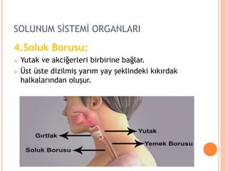 SOLUNUM SİSTEMİ ORGANLARI
4.Soluk Borusu:
 Yutak ve akciğerleri birbirine bağlar.
 Üst üste dizilmiş yarım yay şeklindeki kıkırdak
halkalarından oluşur.
 