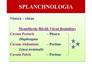 SPLANCHNOLOGIA
Viscera – viscus
Memelilerde Büyük Vücut Boşlukları
Cavum Pectoris – Pleura
Diaphragma
Cavum Abdominis – Periton
Linea terminalis
Cavum Pelvis – Periton
 