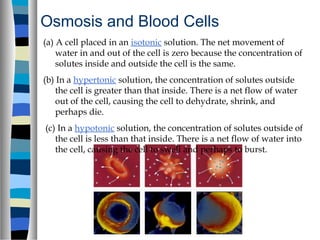 Osmosis and Blood Cells
(a) A cell placed in an isotonic solution. The net movement of
water in and out of the cell is zero because the concentration of
solutes inside and outside the cell is the same.
(b) In a hypertonic solution, the concentration of solutes outside
the cell is greater than that inside. There is a net flow of water
out of the cell, causing the cell to dehydrate, shrink, and
perhaps die.
(c) In a hypotonic solution, the concentration of solutes outside of
the cell is less than that inside. There is a net flow of water into
the cell, causing the cell to swell and perhaps to burst.
 