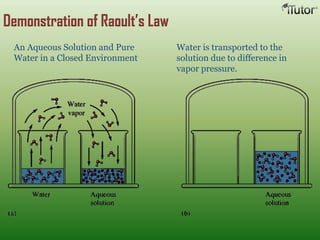 Water is transported to the
solution due to difference in
vapor pressure.
An Aqueous Solution and Pure
Water in a Closed Environment
Demonstration of Raoult’s Law
 
