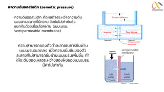 #ความดันออสโมติก (osmotic pressure)
ความดันออสโมติก คือผลต่างระหว่างความดัน
ของสารละลายที่มีความเข้มข้นไม่เท่ากันซึ่ง
แยกกันด้วยเยื่อเลือกผ่าน (เมมเบรน,
semipermeable membrane)
ความสามารถของตัวทาละลายในการซึมผ่าน
เมมเบรนจะลดลง เมื่อความเข้มข้นของตัว
ละลายที่ไม่สามารถซึมผ่านเมมเบรนเพิ่มขึ้น ทา
ให้ระดับของเหลวระหว่างสองฝั
่ งของเมมเบรน
มีค่าไม่เท่ากัน
 