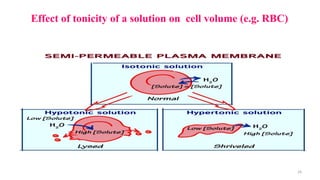 Effect of tonicity of a solution on cell volume (e.g. RBC)
29
 