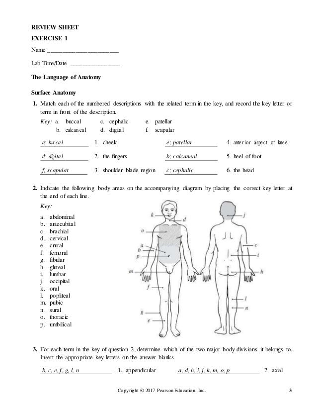 Human Anatomy Physiology Laboratory Manual Chapter 7 Review