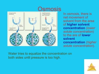 Solutions
Osmosis
In osmosis, there is
net movement of
solvent from the area
of higher solvent
concentration (lower
solute concentration)
to the are of lower
solvent
concentration (higher
solute concentration).
Water tries to equalize the concentration on
both sides until pressure is too high.
 