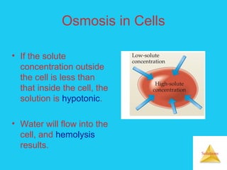 Solutions
Osmosis in Cells
• If the solute
concentration outside
the cell is less than
that inside the cell, the
solution is hypotonic.
• Water will flow into the
cell, and hemolysis
results.
 