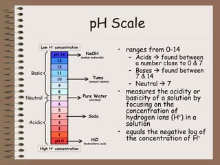 pH Scale
• ranges from 0-14
– Acids  found between
a number close to 0 & 7
– Bases  found between
7 & 14
– Neutral  7
• measures the acidity or
basicity of a solution by
focusing on the
concentration of
hydrogen ions (H+) in a
solution
• equals the negative log of
the concentration of H+
pH 0
1
2
3
4
5
6
7
8
9
10
11
12
13
pH 14
pH 0
1
2
3
4
5
6
7
8
9
10
11
12
13
pH 14
Low H+ concentration
High H+ concentration
Basic
Acidic
Neutral
NaOH
(sodium hydroxide)
Tums
(antacid tablets)
Pure Water
(distilled)
Soda
HCl
(hydrochloric acid)
 