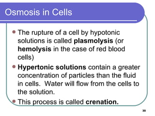 Osmosis in Cells The rupture of a cell by hypotonic solutions is called  plasmolysis  (or  hemolysis  in the case of red blood cells) Hypertonic solutions  contain a greater concentration of particles than the fluid in cells.  Water will flow from the cells to the solution.  This process is called  crenation. 