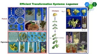 Solutions for Impact in Emerging Markets: The role of biotechnology