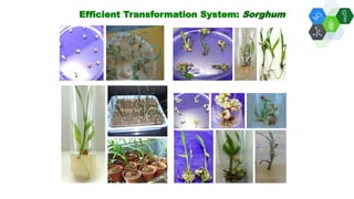 Solutions for Impact in Emerging Markets: The role of biotechnology