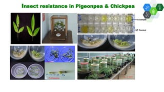 Solutions for Impact in Emerging Markets: The role of biotechnology