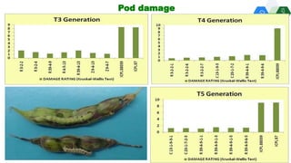Solutions for Impact in Emerging Markets: The role of biotechnology