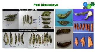 Solutions for Impact in Emerging Markets: The role of biotechnology