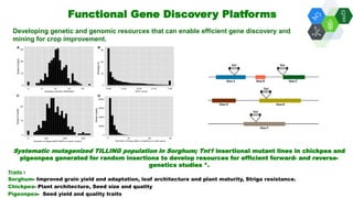 Solutions for Impact in Emerging Markets: The role of biotechnology