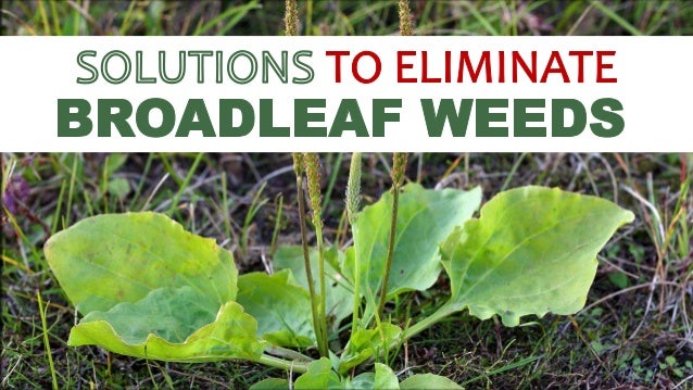 solutions to eliminate broadleaf weeds broadleaf weeds