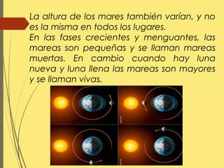 La altura de los mares también varían, y no
es la misma en todos los lugares.
En las fases crecientes y menguantes, las
mareas son pequeñas y se llaman mareas
muertas. En cambio cuando hay luna
nueva y luna llena las mareas son mayores
y se llaman vivas.
 