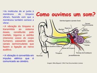 • As moléculas do ar junto à
membrana
do
tímpano
vibram, fazendo com que a
membrana também comece a
vibrar.
• A vibração do tímpano é
transmitida
ao
sistema
ósseo,
constituído
pelo
martelo, bigorna e estribo
(menores ossos do corpo
humano), passando pelos
canais semicirculares que
fazem a ligação ao nervo
auditivo.

Como ouvimos um som?

• A vibração é convertida em
impulso elétrico que é
comunicado ao cérebro.
Imagem: Mike.lifeguard / GNU Free Documentation License

 