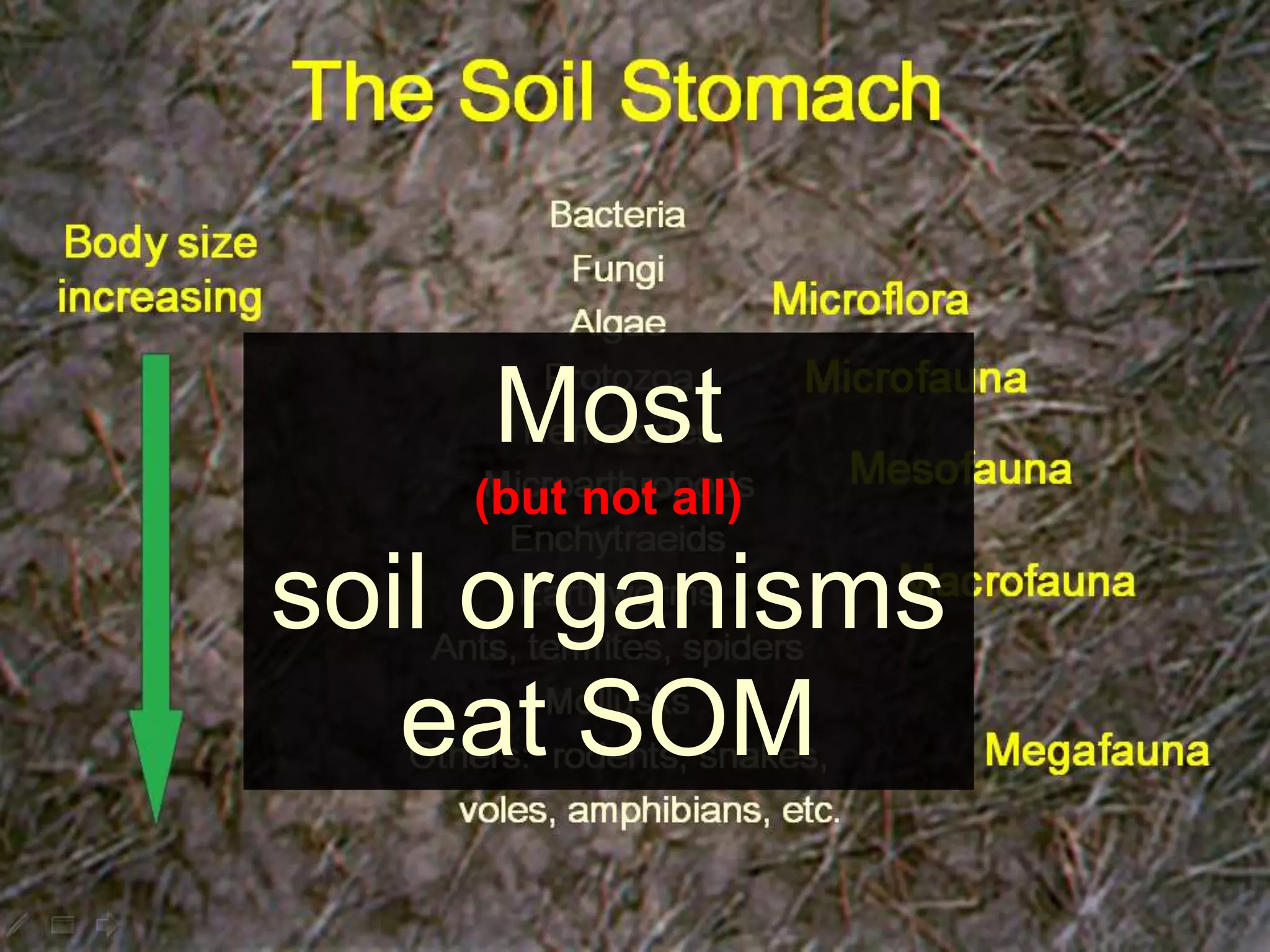 Most
(but not all)
soil organisms
eat SOM
 