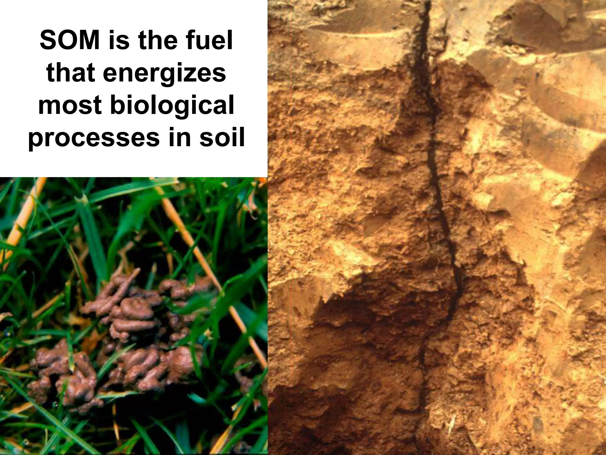 SOM is the fuel
that energizes
most biological
processes in soil
 