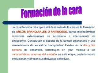 La característica más típica del desarrollo de la cara es la formación de  ARCOS BRANQUIALES O FARÍNGEOS , barras mesodérmicas revestidas externamente de ectodermo e internamente de endodermo. Constituyen el soporte de la faringe embrionaria y una remembranza de ancestros branquiados. Existen en la  4ta y 5ta semana  de desarrollo, contribuyen en gran medida a las  características externas del embrión  en esta etapa, posteriormente evolucionan y ofrecen sus derivados definitivos. Formación de la cara 