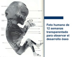Feto humano de 12 semanas transparentado para observar el desarrollo óseo 