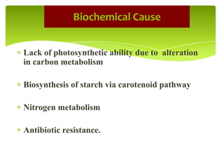 Lack of photosynthetic ability due to alteration
in carbon metabolism
Biosynthesis of starch via carotenoid pathway
Nitrogen metabolism
Antibiotic resistance.
Biochemical Cause
 