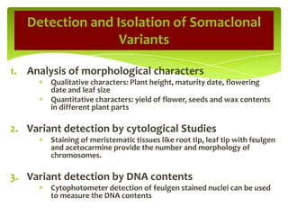 1. Analysis of morphological characters
Qualitative characters: Plant height, maturity date, flowering
date and leaf size
Quantitative characters: yield of flower, seeds and wax contents
in different plant parts
2. Variant detection by cytological Studies
Staining of meristematic tissues like root tip, leaf tip with feulgen
and acetocarmine provide the number and morphology of
chromosomes.
3. Variant detection by DNA contents
Cytophotometer detection of feulgen stained nuclei can be used
to measure the DNA contents
Detection and Isolation of Somaclonal
Variants
 