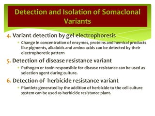 4. Variant detection by gel electrophoresis
Change in concentration of enzymes, proteins and hemical products
like pigments, alkaloids and amino acids can be detected by their
electrophoretic pattern
5. Detection of disease resistance variant
Pathogen or toxin responsible for disease resistance can be used as
selection agent during culture.
6. Detection of herbicide resistance variant
Plantlets generated by the addition of herbicide to the cell culture
system can be used as herbicide resistance plant.
Detection and Isolation of Somaclonal
Variants
 