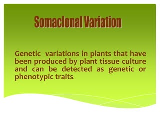 Genetic variations in plants that have
been produced by plant tissue culture
and can be detected as genetic or
phenotypic traits.
 