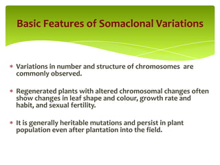 Variations in number and structure of chromosomes are
commonly observed.
Regenerated plants with altered chromosomal changes often
show changes in leaf shape and colour, growth rate and
habit, and sexual fertility.
It is generally heritable mutations and persist in plant
population even after plantation into the field.
Basic Features of Somaclonal Variations
 