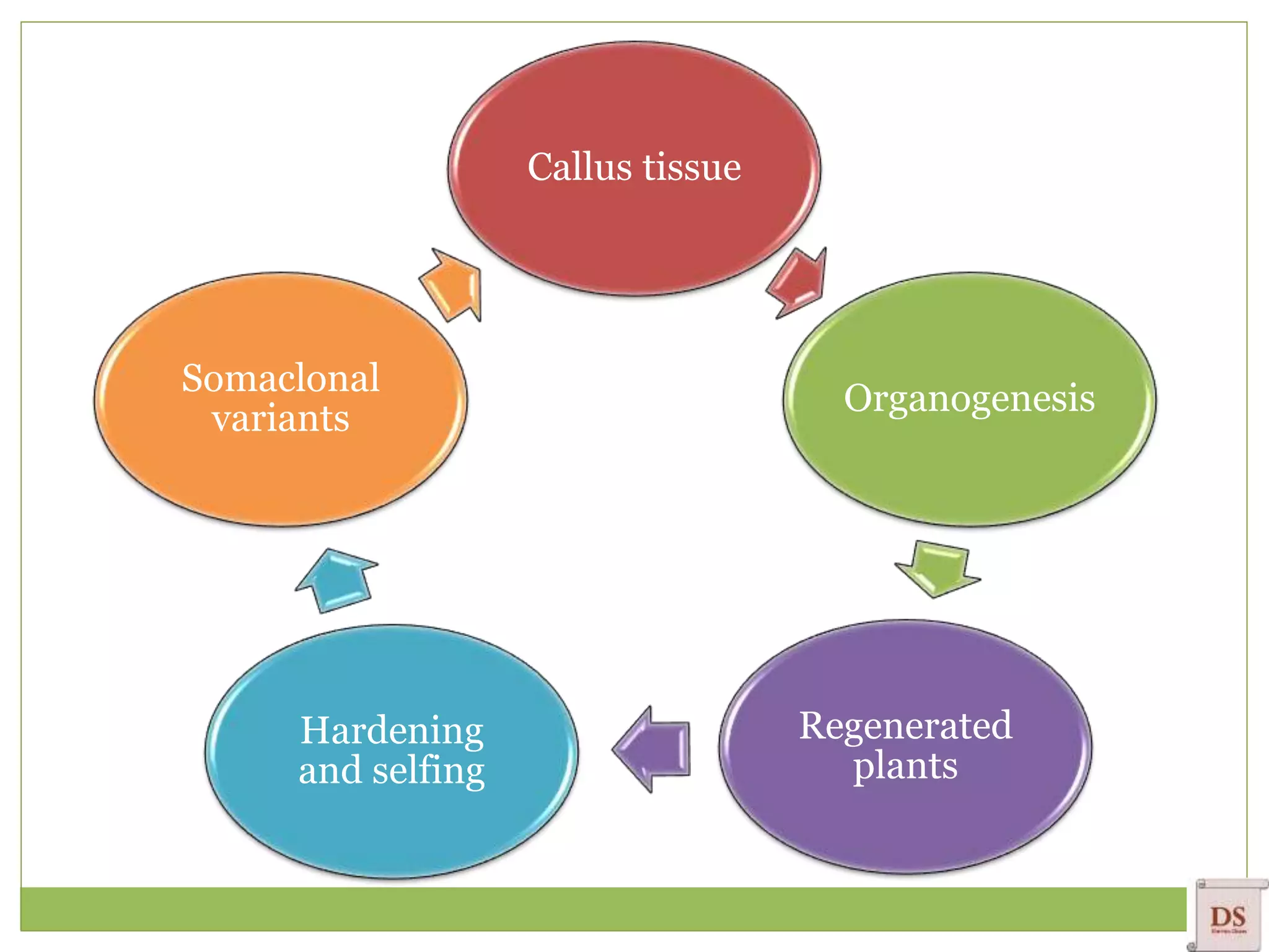 Callus tissue
Organogenesis
Regenerated
plants
Hardening
and selfing
Somaclonal
variants
 
