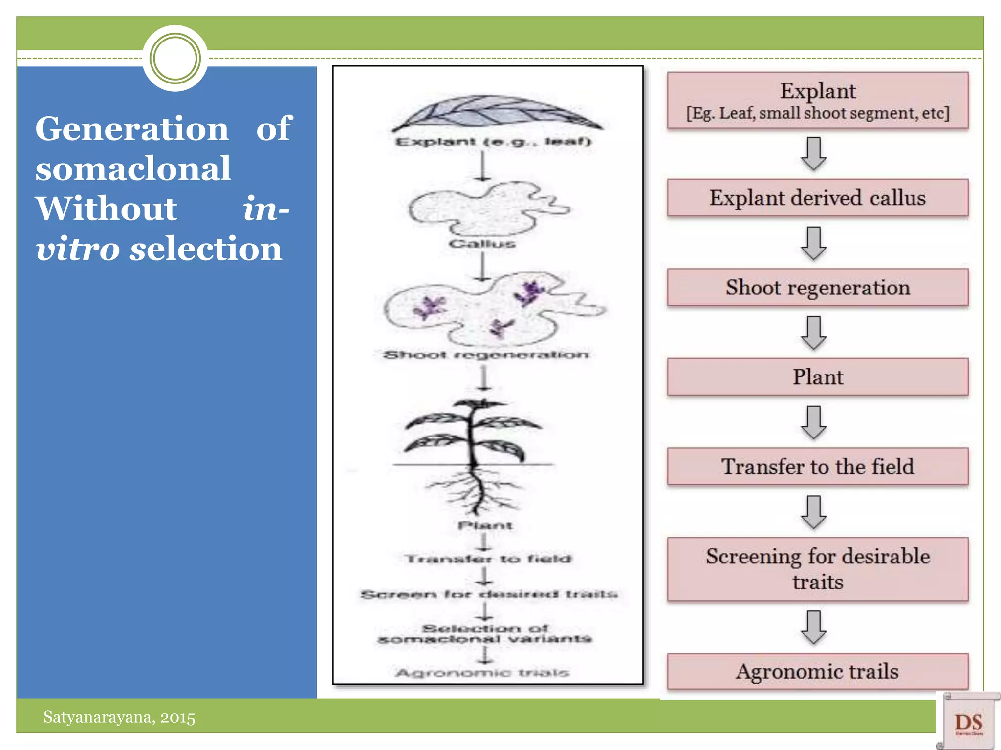 Generation of
somaclonal
Without in-
vitro selection
Satyanarayana, 2015
 