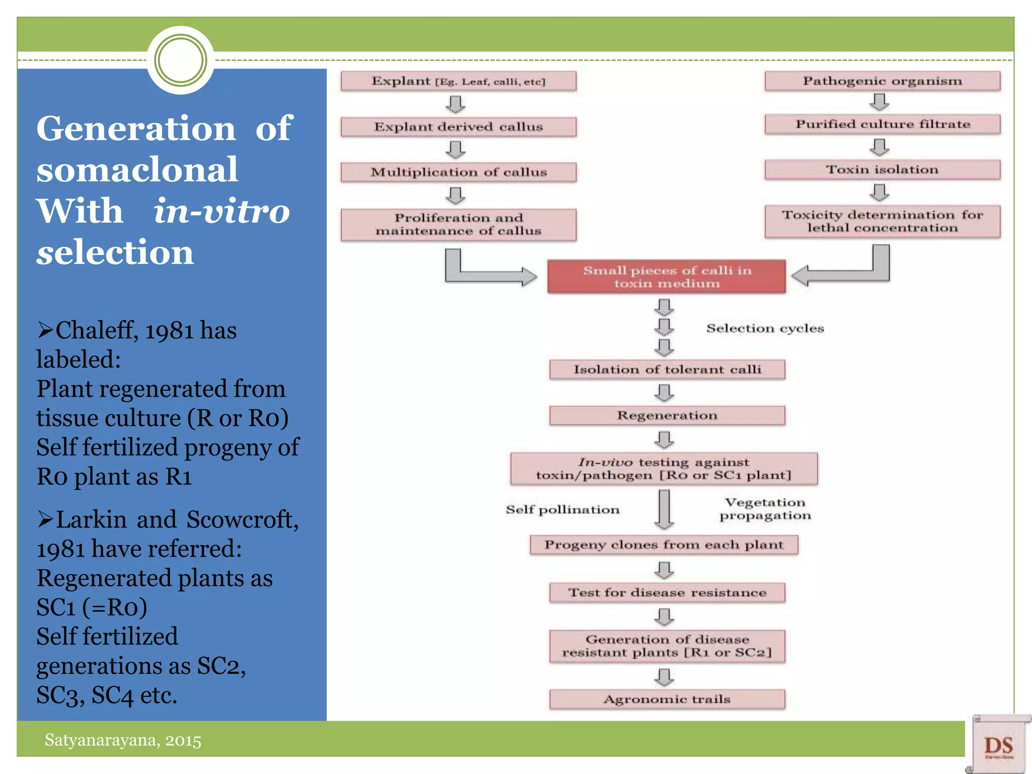 Generation of
somaclonal
With in-vitro
selection
Satyanarayana, 2015
Chaleff, 1981 has
labeled:
Plant regenerated from
tissue culture (R or R0)
Self fertilized progeny of
R0 plant as R1
Larkin and Scowcroft,
1981 have referred:
Regenerated plants as
SC1 (=R0)
Self fertilized
generations as SC2,
SC3, SC4 etc.
 