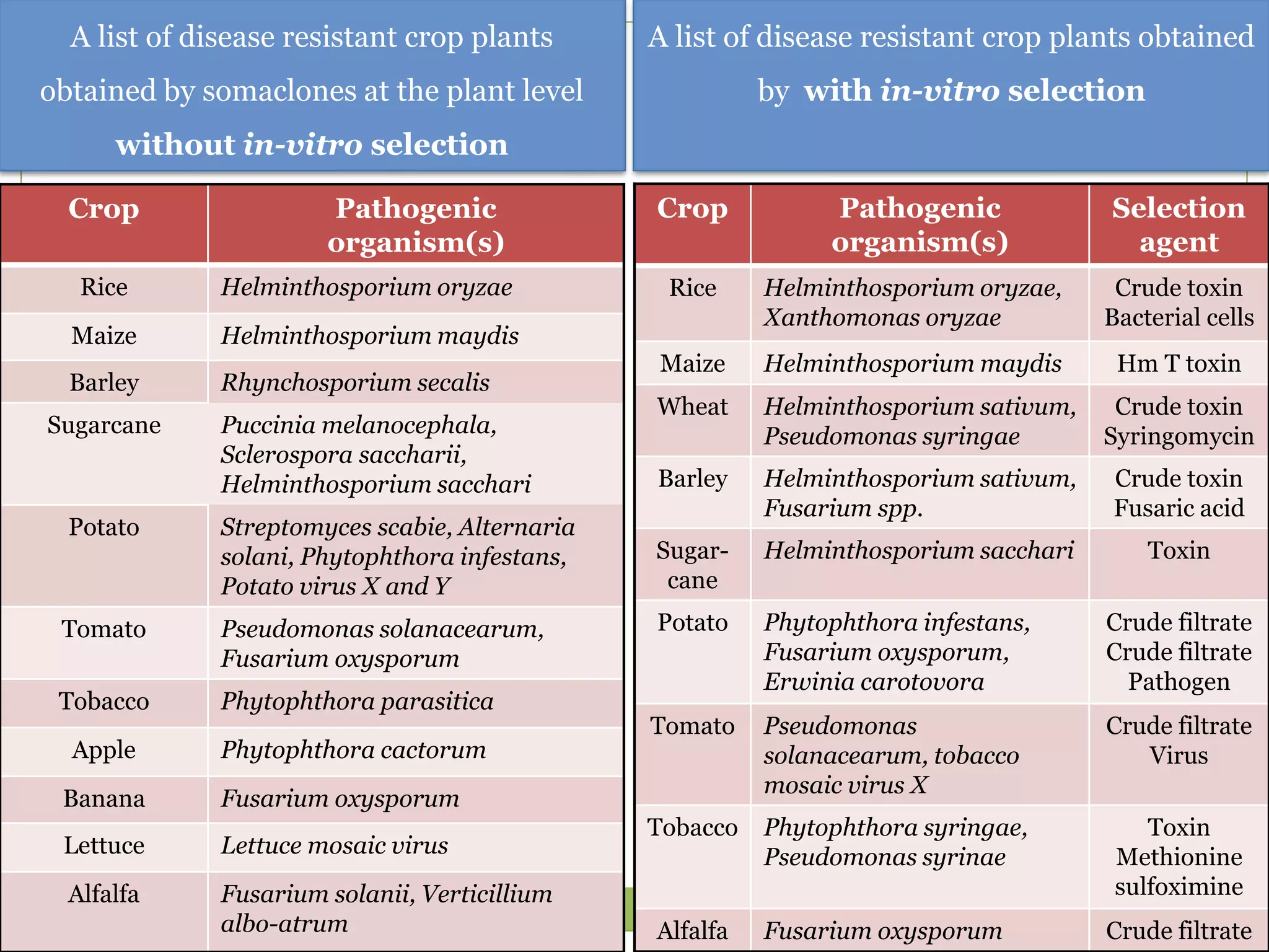 Crop Pathogenic
organism(s)
Rice Helminthosporium oryzae
Maize Helminthosporium maydis
Barley Rhynchosporium secalis
Sugarcane Puccinia melanocephala,
Sclerospora saccharii,
Helminthosporium sacchari
Potato Streptomyces scabie, Alternaria
solani, Phytophthora infestans,
Potato virus X and Y
Tomato Pseudomonas solanacearum,
Fusarium oxysporum
Tobacco Phytophthora parasitica
Apple Phytophthora cactorum
Banana Fusarium oxysporum
Lettuce Lettuce mosaic virus
Alfalfa Fusarium solanii, Verticillium
albo-atrum
Crop Pathogenic
organism(s)
Selection
agent
Rice Helminthosporium oryzae,
Xanthomonas oryzae
Crude toxin
Bacterial cells
Maize Helminthosporium maydis Hm T toxin
Wheat Helminthosporium sativum,
Pseudomonas syringae
Crude toxin
Syringomycin
Barley Helminthosporium sativum,
Fusarium spp.
Crude toxin
Fusaric acid
Sugar-
cane
Helminthosporium sacchari Toxin
Potato Phytophthora infestans,
Fusarium oxysporum,
Erwinia carotovora
Crude filtrate
Crude filtrate
Pathogen
Tomato Pseudomonas
solanacearum, tobacco
mosaic virus X
Crude filtrate
Virus
Tobacco Phytophthora syringae,
Pseudomonas syrinae
Toxin
Methionine
sulfoximine
Alfalfa Fusarium oxysporum Crude filtrate
A list of disease resistant crop plants
obtained by somaclones at the plant level
without in-vitro selection
A list of disease resistant crop plants obtained
by with in-vitro selection
 