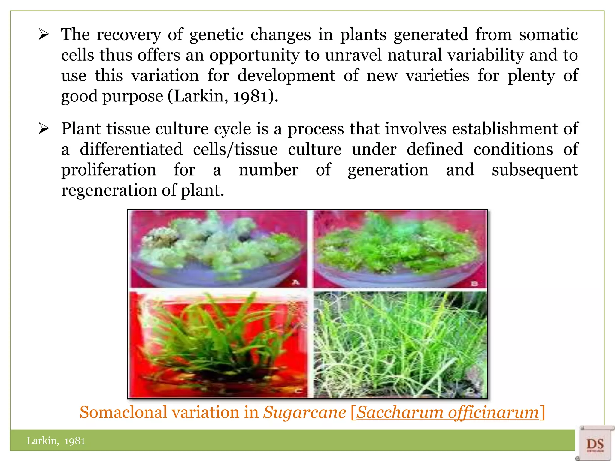  The recovery of genetic changes in plants generated from somatic
cells thus offers an opportunity to unravel natural variability and to
use this variation for development of new varieties for plenty of
good purpose (Larkin, 1981).
 Plant tissue culture cycle is a process that involves establishment of
a differentiated cells/tissue culture under defined conditions of
proliferation for a number of generation and subsequent
regeneration of plant.
Larkin, 1981
Somaclonal variation in Sugarcane [Saccharum officinarum]
 