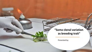 “Soma clonal variation
as breeding trait”
Presented by:
 