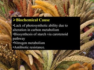Biochemical Cause
•Lack of photosynthetic ability due to
alteration in carbon metabolism
•Biosynthesis of starch via carotenoid
pathway
•Nitrogen metabolism
•Antibiotic resistance.
 