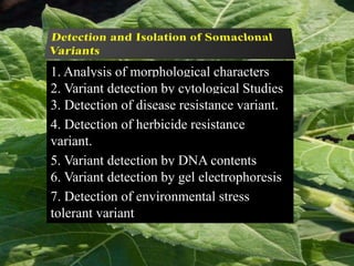 1. Analysis of morphological characters
2. Variant detection by cytological Studies
3. Detection of disease resistance variant.
4. Detection of herbicide resistance
variant.
5. Variant detection by DNA contents
6. Variant detection by gel electrophoresis
7. Detection of environmental stress
tolerant variant
 