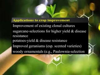 Improvement of existing clonal cultures
sugarcane-selections for higher yield & disease
resistance
potatoes-yield & disease resistance
Improved geraniums (esp. scented varieties)
woody ornamentals (e.g., Paulownia-selection
 