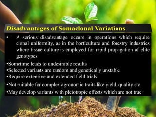 • A serious disadvantage occurs in operations which require
clonal uniformity, as in the horticulture and forestry industries
where tissue culture is employed for rapid propagation of elite
genotypes
•Sometime leads to undesirable results
•Selected variants are random and genetically unstable
•Require extensive and extended field trials
•Not suitable for complex agronomic traits like yield, quality etc.
•May develop variants with pleiotropic effects which are not true
 