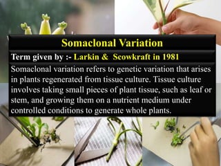 Somaclonal Variation
Somaclonal variation refers to genetic variation that arises
in plants regenerated from tissue culture. Tissue culture
involves taking small pieces of plant tissue, such as leaf or
stem, and growing them on a nutrient medium under
controlled conditions to generate whole plants.
Term given by :- Larkin & Scowkraft in 1981
 