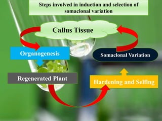 Steps involved in induction and selection of
somaclonal variation
Callus Tissue
Organogenesis
Regenerated Plant
Hardening and Selfing
Somaclonal Variation
 