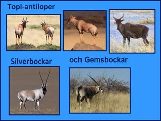 Topi-antiloper




 Silverbockar    och Gemsbockar
 