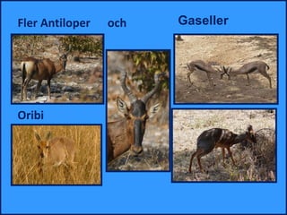 Fler Antiloper   och           Gaseller



                 Koantiloper

Oribi
 