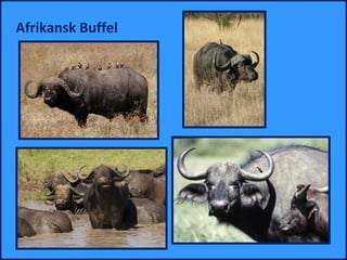Afrikansk Buffel
 
