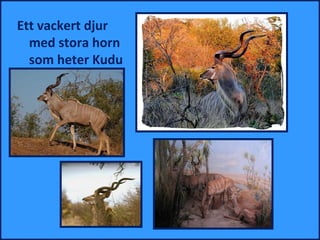 Ett vackert djur
  med stora horn
  som heter Kudu
 