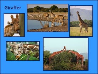 Giraffer
 