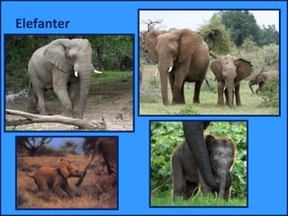 Elefanter
 